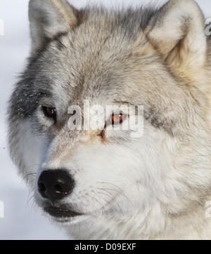 Mâle Alpha loup arctique en hiver portrait Banque D'Images