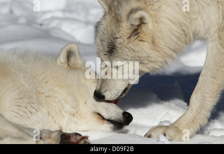 Le loup arctique libre de paire dans la neige Banque D'Images