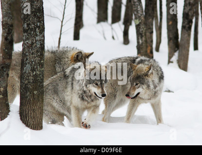 Jouer le loup commun pack en hiver. Banque D'Images