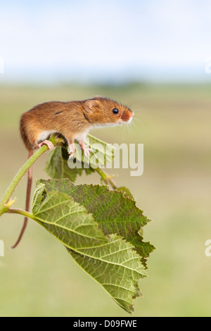 Reithrodontomys humulis (souris) l'ascension d'une noisette de feuilles des rameaux, soft focus et champs ciel en arrière-plan Banque D'Images
