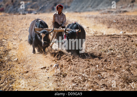 Charrue en bois contrôles agriculteurs tiré par le joug des yaks après récolte d'automne, près de Lhassa, Tibet, Chine Banque D'Images