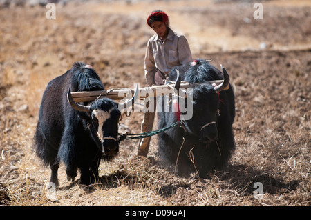 Charrue en bois contrôles agriculteurs tiré par le joug des yaks après récolte d'automne, près de Lhassa, Tibet, Chine Banque D'Images