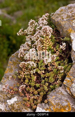 Orpin blanc (Sedum album) sur les falaises calcaires à Berry Head, Devon, England, UK Banque D'Images
