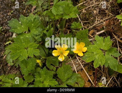 La Renoncule rampante (Ranunculus repens) close-up. Les mauvaises herbes envahissantes commun. Banque D'Images