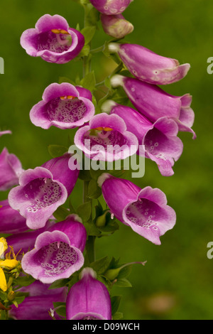 La digitale commune(Digitalis purpurea) en fleur, close-up Banque D'Images