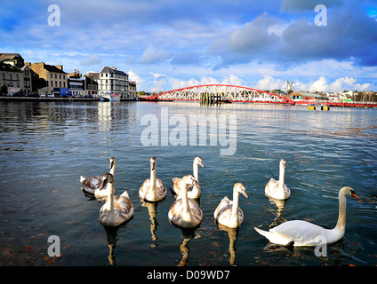 Cygnes sur Port Ramsey Banque D'Images