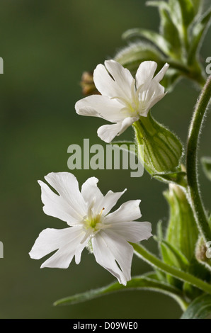 White (Silene latifolia) dans la région de Flower, close-up Banque D'Images