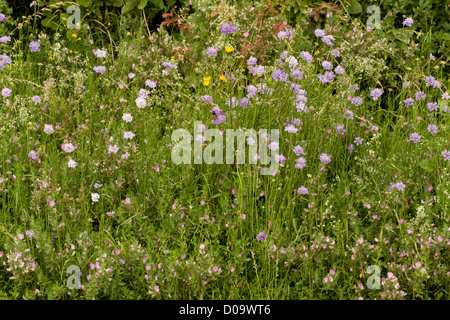 Bois riches en espèces/champ frontière frontière avec domaine Scabious, Common Restharrow etc à Ranscombe Farm, Kent. Banque D'Images