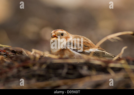 Bruant des neiges (Plectrophenax nivalis) dans des algues sur la plage à Bryher, Isles of Scilly Banque D'Images