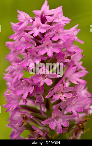 Anacamptis pyramidalis (Orchidée pyramidale) close-up, Ranscombe Farm, Kent, England, UK Banque D'Images