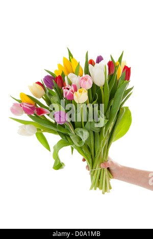 Hand holding bouquet de tulipes Hollandaises colorés sur fond blanc Banque D'Images