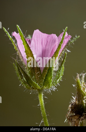 Les Marsh Mallow (Althaea hirsuta) sur une limite de champ à Ranscombe Farm, Kent, Angleterre. Rare au Royaume-Uni Banque D'Images