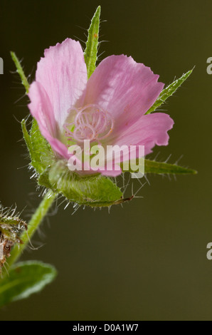 Les Marsh Mallow (Althaea hirsuta) sur une limite de champ à Ranscombe Farm, Kent, Angleterre. Rare au Royaume-Uni Banque D'Images