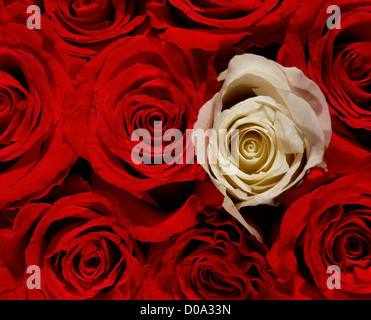 Roses Banque D'Images