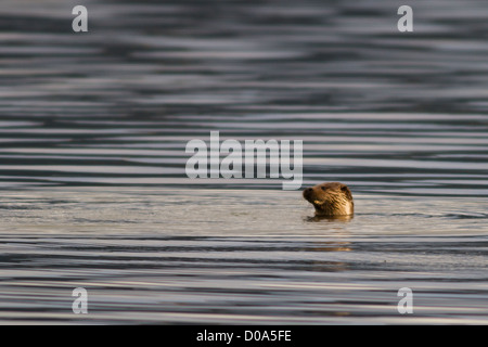 Loutre sauvage joue à la surface d'un loch de mer Banque D'Images