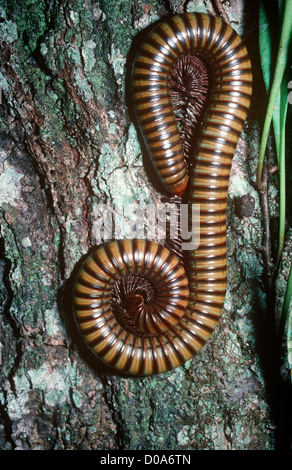 Mille-pattes géant 25cm de long sur un arbre dans la forêt amazonienne en Thaïlande Banque D'Images