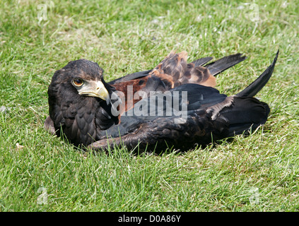 Harris's Hawk ou Harris Parabuteo unicinctus, Hawk, Laridés, Accipitriformes. Banque D'Images