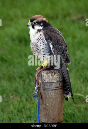 Falco biarmicus faucon lanier,, falconidae, Falconiformes. En Europe, en Afrique et en Asie. Banque D'Images