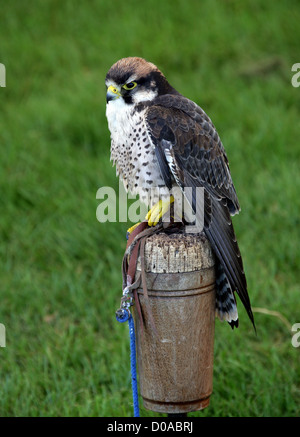 Falco biarmicus faucon lanier,, falconidae, Falconiformes. En Europe, en Afrique et en Asie. Banque D'Images