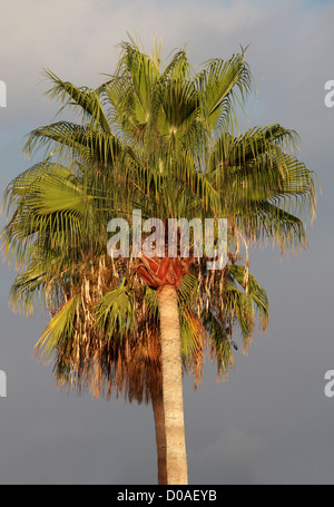 Chinois chinois Fan Palm, Palm, Fontaine Serdang, Livistona chinensis Palm, Arecaceae, Palmae. Tenerife, Canaries, Espagne. Banque D'Images