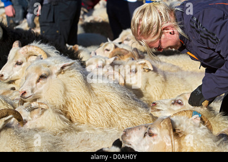 Les grands troupeaux de moutons (RETTIR EN ISLANDAIS) tradition islandaise qui consiste faire revenir les moutons, QUI AVAIT ÉTÉ EN Banque D'Images