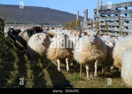 Les grands troupeaux de moutons (RETTIR EN ISLANDAIS) tradition islandaise qui consiste faire revenir les moutons, QUI AVAIT ÉTÉ EN Banque D'Images