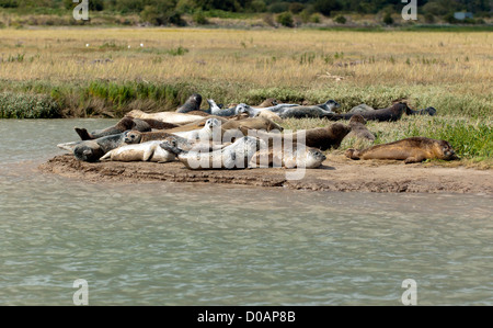 Colonie de phoques communs qui vivent à l'estuaire de la rivière Stour, The Pegwell Bay, Kent Banque D'Images