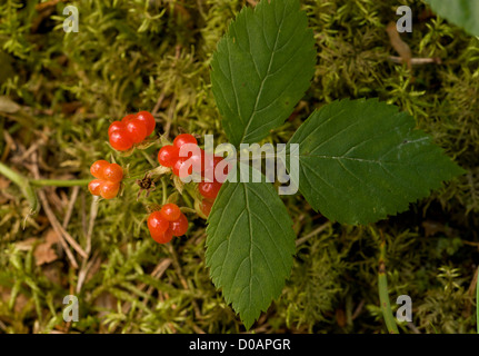 Stone Bramble (Rubus saxatilis), dans le secteur des fruits en automne, close-up Banque D'Images