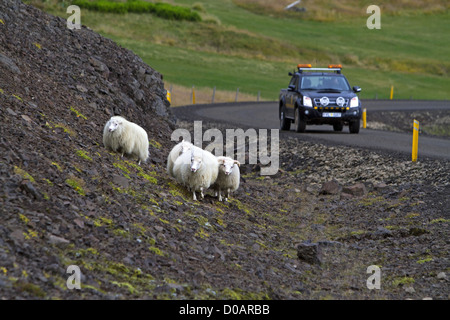 Les grands troupeaux de moutons (RETTIR EN ISLANDAIS) tradition islandaise qui consiste faire revenir les moutons, QUI AVAIT ÉTÉ EN Banque D'Images