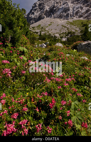 (Rhododendron hirsutum Alpenrose poilue) en fleur sur le calcaire, Alpes allemandes Banque D'Images