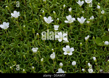 Sandworts (Minuartia biebersteinii) dans la région de Flower, close-up Banque D'Images