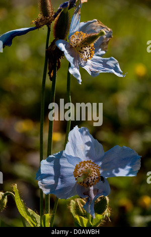 Le Himalayan Poppy (Meconopsis betonicifolia) en culture, close-up Banque D'Images