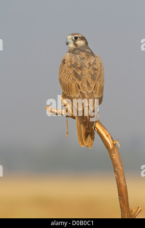 Laggar Falcon (Falco jugger) sur un perchoir à Chhappar Taal, Rajasthan, Inde Banque D'Images