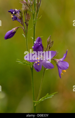 Jacob's-(Polemonium caeruleum) dans la région de Flower, close-up. Rare usine britannique. Banque D'Images