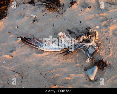 Coucher du soleil sur les plages à l'extérieur de Hirtshals au Danemark, des restes de dead seagull dans le sable Banque D'Images