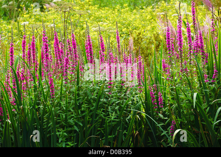 Des fleurs sur le bord de l'étang à Howick Gardens dans le Northumberland. Banque D'Images