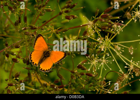 Les rares hommes papillon Lycaena virgaureae (cuivre) réglé avec les ailes à moitié ouverte. Alpes italiennes Banque D'Images