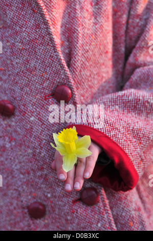 GIRL PICKING JONQUILLES DANS LE BOIS DE CISE WOODS AULT BAIE DE SOMME SOMME (80) FRANCE Banque D'Images