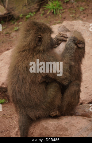 Les babouins Hamadryas se lisser au Lake District Wild Animal Park. Banque D'Images