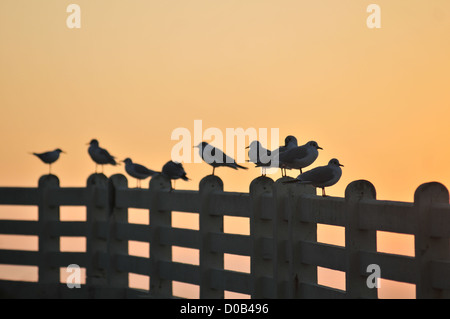 Mouettes HABLE D'AULT RÉSERVE NATURELLE PROTÉGÉE DU PATRIMOINE NATUREL DE PICARDIE BAIE DE SOMME SOMME (80) FRANCE Banque D'Images