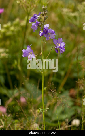 Jacob's-(Polemonium caeruleum) dans la région de Flower, close-up. Rare usine britannique. Banque D'Images