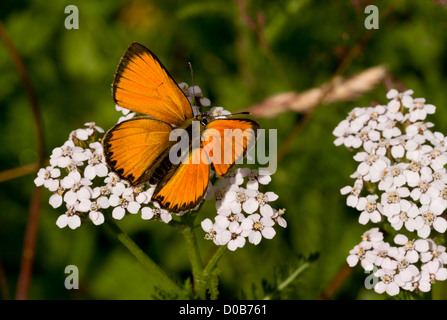 Les rares hommes papillon Lycaena virgaureae (cuivre) réglé avec les ailes à moitié ouverte, nectar sur millefeuille, Alpes Italiennes Banque D'Images