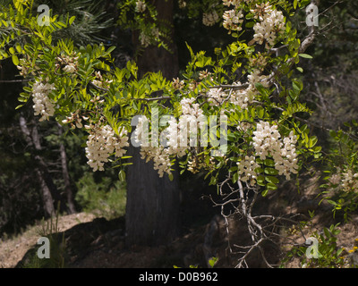 La glycine de Chine avec des fleurs blanches dans les montagnes autour de Cazorla Andalousie Espagne Banque D'Images