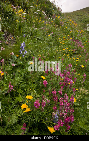 Hauts pâturages fleuris, avec mountain sainfoin, Col de l'Iseran, du Parc National de la Vanoise, Alpes Banque D'Images