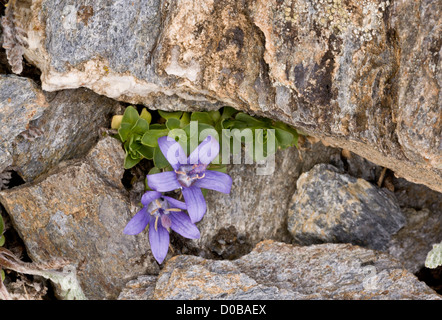 Mont Cenis Campanule (Campanula cenisia) close-up, sur le Mont Cenis, Alpes Banque D'Images