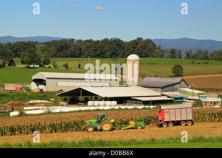 Couper le maïs, Dayton, vallée de Shenandoah en Virginie, USA Banque D'Images