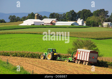 Couper le maïs, Dayton, vallée de Shenandoah en Virginie, USA Banque D'Images