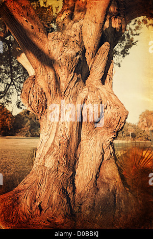 Vintage photo de l'ancien arbre avec grand trunk Banque D'Images