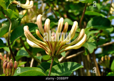 Chèvrefeuille (Lonicera periclymenum), en mai, sur la clôture du jardin. Banque D'Images