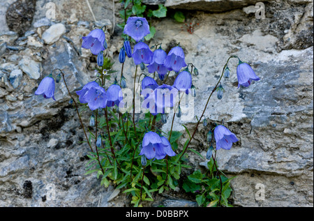 Harebells (Campanula rotundifolia) en fleur sur vieux mur, close-up Banque D'Images